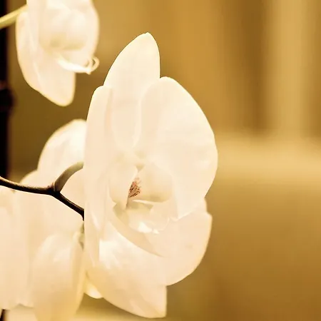 埃尔多拉多公寓 公寓 *