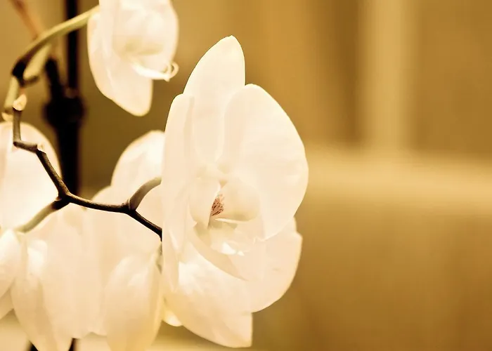 Eldorado Apartment *